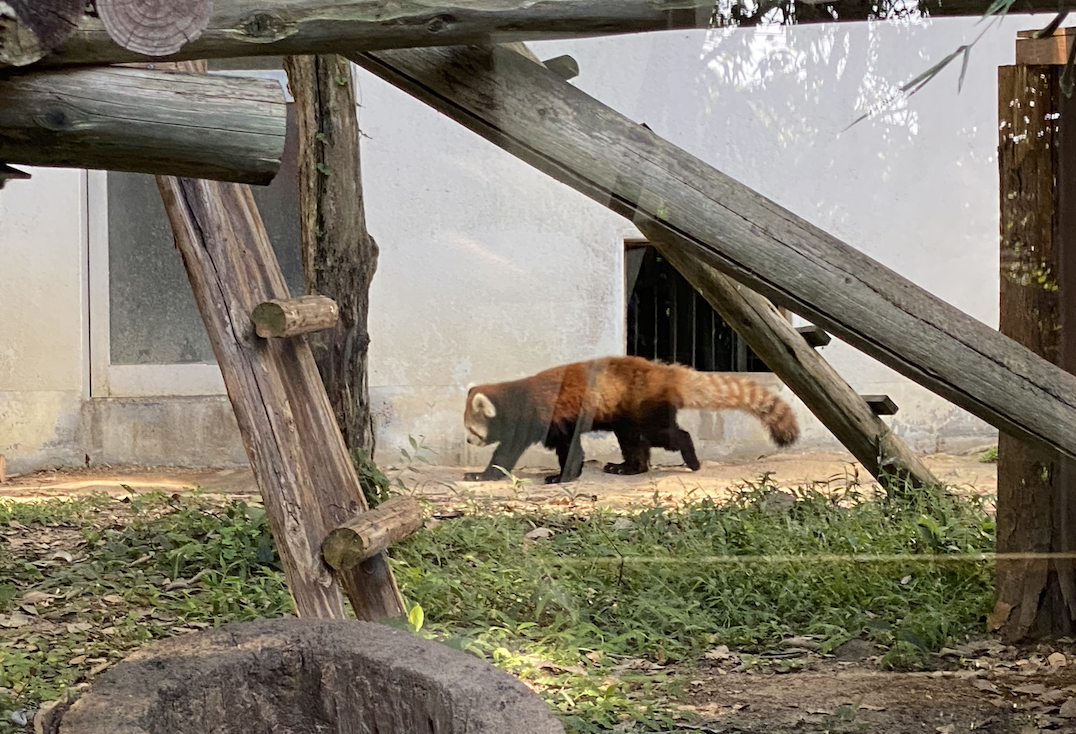 動物園で見かけたレッサーパンダ2