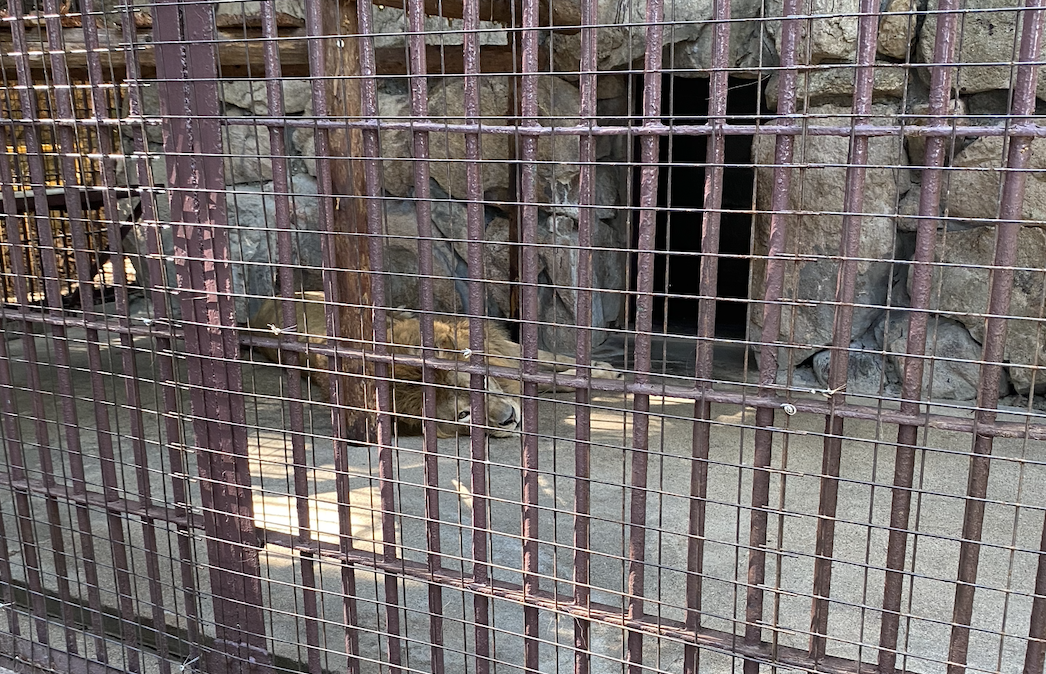 檻の中で寝そべっているライオン