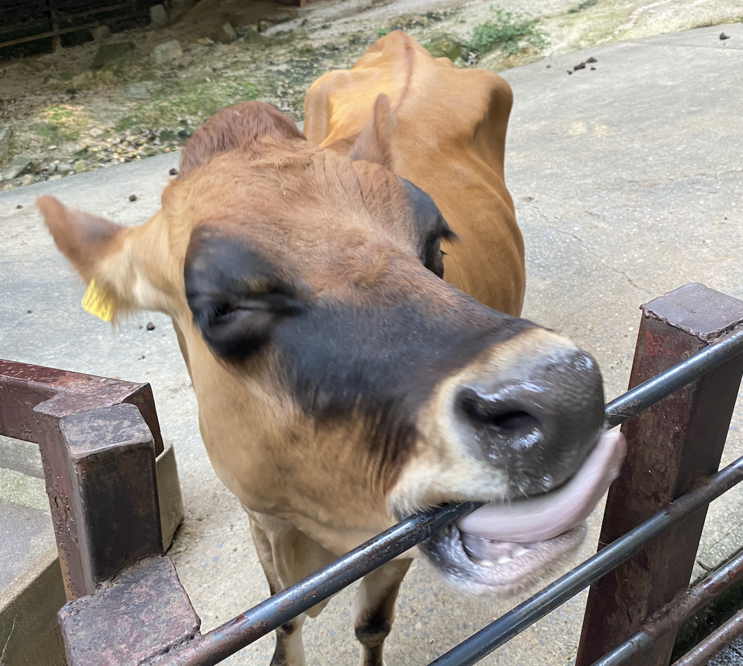 ソロ動物園をしているときに出会った牛